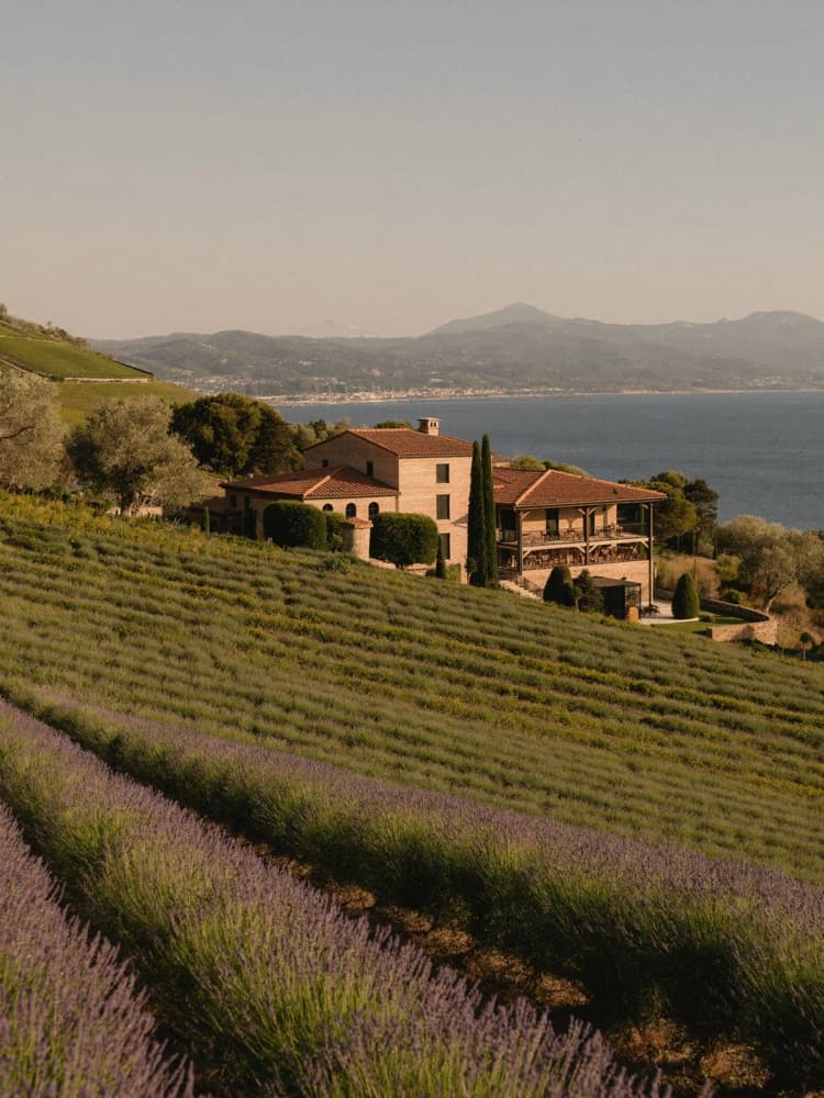 Vignoble de Ramatuelle en été avec vue sur la mer Méditerranée au loin