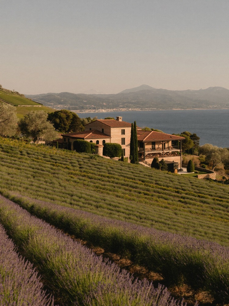 Vignoble de Ramatuelle en été avec vue sur la mer Méditerranée au loin
